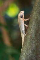 Lepojester pestry - Calotes versicolor - Oriental Garden Lizard o0594